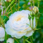 Rose ‘Scented Double White’