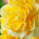 Daffodil Dick Wilden Bulbs