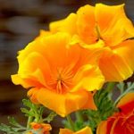 Californian Poppy Seeds – Lady Marmalade
