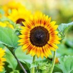 Sunflower Seeds – Tiger Eye F1