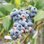 Blueberry (Vaccinium) ‘Powder Blue’