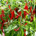 Pepper (Chilli)  Longhorn Plant