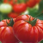 Grafted Tomato Plant – F1 Buffalosteak
