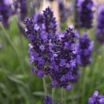 Lavender Plants – Blue Spear