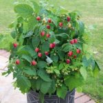 Raspberry Plant – Summer Lovers Patio Red