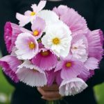 Cosmos Plants – Cupcakes and Saucers Mix