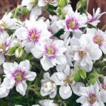 Geranium pratense Plant – Double Jewel