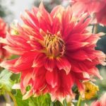 Dahlia Plant – Bodacious