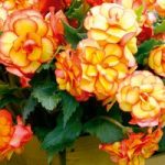 Begonia Bulbs – Cascading Fireball