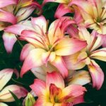 Lily Bulbs – Delicate Joy