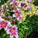 Lily Oriental – The Perfume Garden