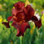 Iris Plant – Pass the Wine (Re-Blooming)