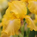 Iris Plant – Buckwheat (Re-Blooming)