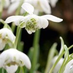 Galanthus (Snowdrop) Bulbs – Double Flowers Bulb In The Green