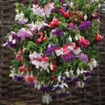 Fuchsia Plants – Giant Flowered Collection
