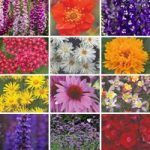 Best Value  Perennial Collection