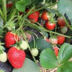 Strawberry Plants – Glorielle (12)