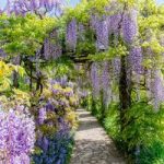 Wisteria Chinensis Amethyst