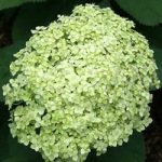 Hydrangea Arborescens Lime Rickey – Proven Winners