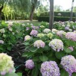 Hydrangea macrophylla Endless Summer® THE ORIGINAL 5 Litre Pot x 1