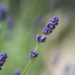 Lavender Angustifolia Imperial Gem