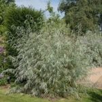 Salix Exigua 15cm Pot x 1