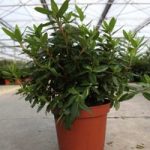 Rhododendron Gristede – 2 Litre Pot