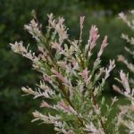 Salix integra Plant – Hakuro Nishiki