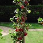 Gooseberry (Ribes uva-crispa) Xenia
