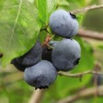 Blueberry (Vaccinium) Brigitta