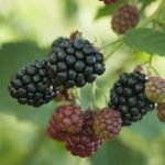 Blackberry (Rubus) Thornless Evergreen