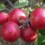 Apple (Malus) Little Pax