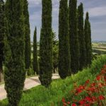 Cupressus Sempervirens Italian Cypress Stricta