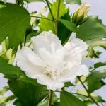 Hibiscus Syriacus Plant – White Pillar