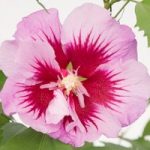 Hibiscus Plant – Purple Pillar