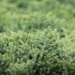 Juniperus procumbens Plant – Nana