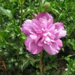 Hibiscus Plant – Purple Ruffles