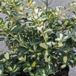 Euonymus fort. Plant – Blondy