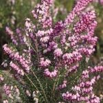 Heather Pink Spangles