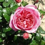 Rose Plant – Special Anniversary