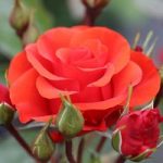 Rose plant – Precious Love