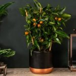 Citrus Tree -Kumquat