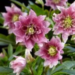 Helleborus orientalis Plant – Hello Amber