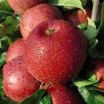 Apple (Malus) Red Windsor