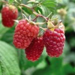 Raspberry (Rubus idaeus) Glen Prosen
