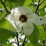 Magnolia Wilsonii