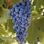 Grape (Vitis) Plant – Cabernet Sauvignon