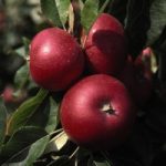 Apple (Malus) Discovery