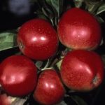 Apple (Malus) Worcester Pearmain