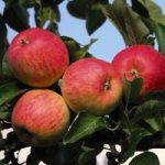 Apple (Malus) Red Falstaff